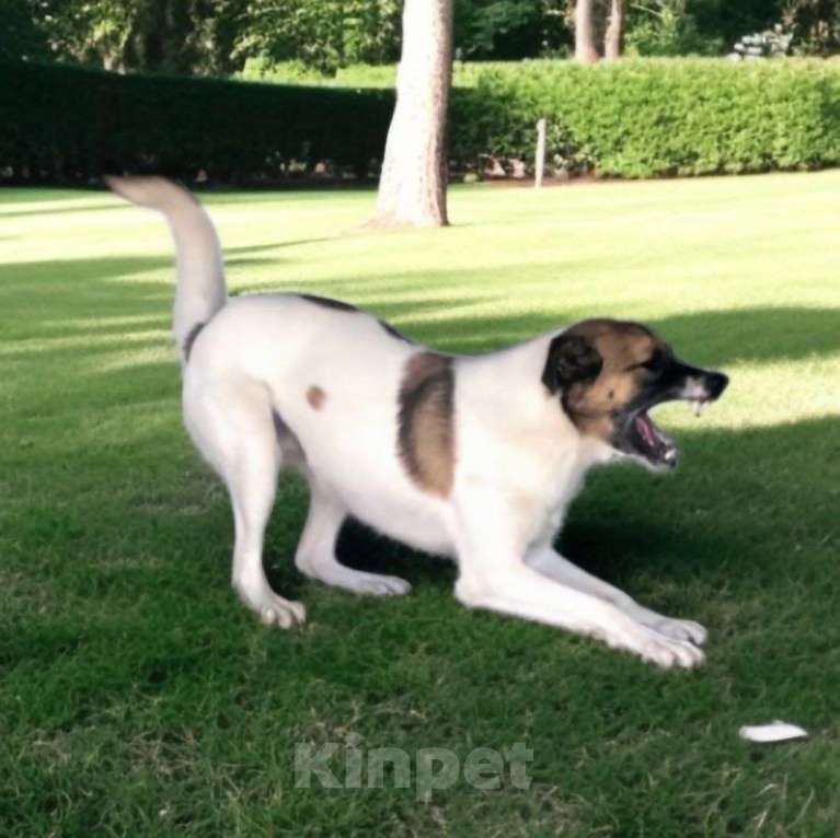 Собаки в Долгопрудном: Приют закроют, Амуру нужен свой дом Мальчик, Бесплатно - фото 5