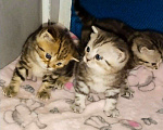 Кошки в Добрянке: ШОТЛАНДСКИЕ КОТЯТА, 5 000 руб. - фото 3