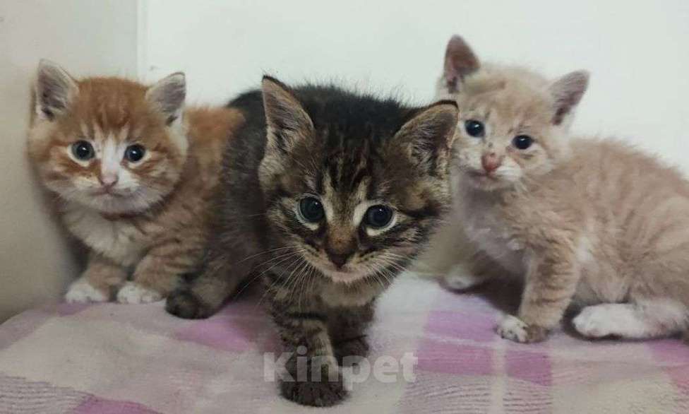 Кошки в Москве: Маленькие котята мальчики Мальчик, Бесплатно - фото 2