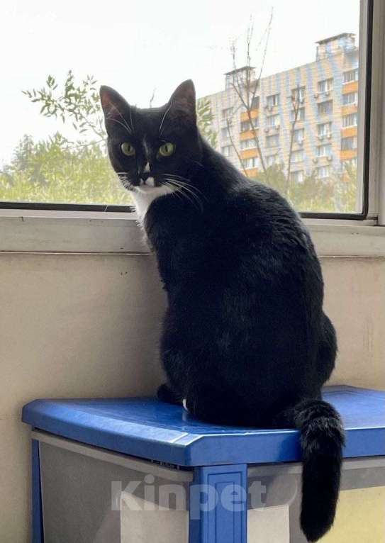 Кошки в Москве: Шарошка, зеленоглазая красавица Девочка, Бесплатно - фото 6