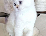 Кошки в Калуге: Raffaella SFS 71 ny 1233 Девочка, 65 000 руб. - фото 4