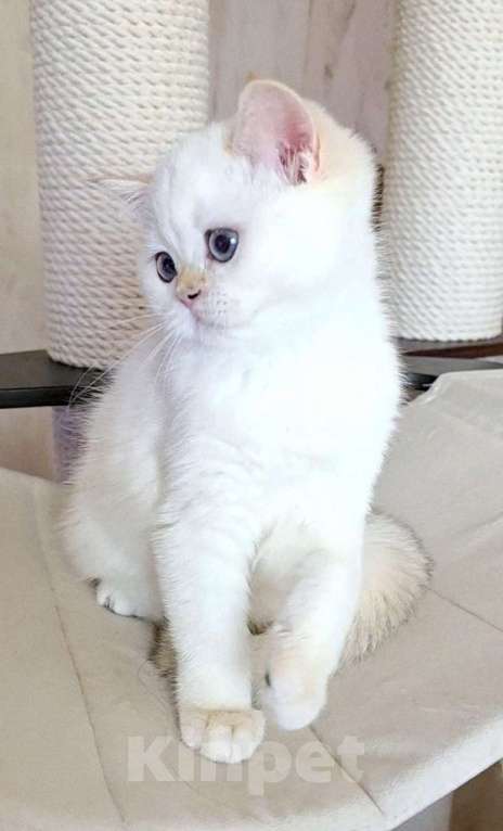 Кошки в Калуге: Raffaella SFS 71 ny 1233 Девочка, 65 000 руб. - фото 4