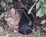 Кошки в Тюмени: Котята Девочка, Бесплатно - фото 5