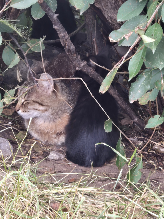 Кошки в Тюмени: Котята Девочка, Бесплатно - фото 5