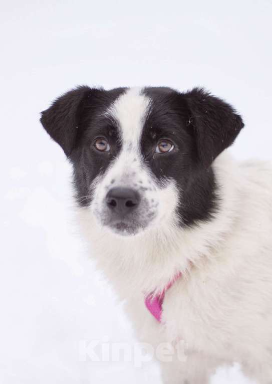 Собаки в Москве: Маленькая леди Мадлен в добрые руки Девочка, Бесплатно - фото 6