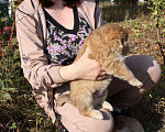 Собаки в Москве: Пушистый плюшевый щенок Мишутка ищет дом Мальчик, Бесплатно - фото 3