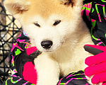 Собаки в Санкт-Петербурге: Продается щенок Акита ину редкого окраса Мальчик, Бесплатно - фото 4