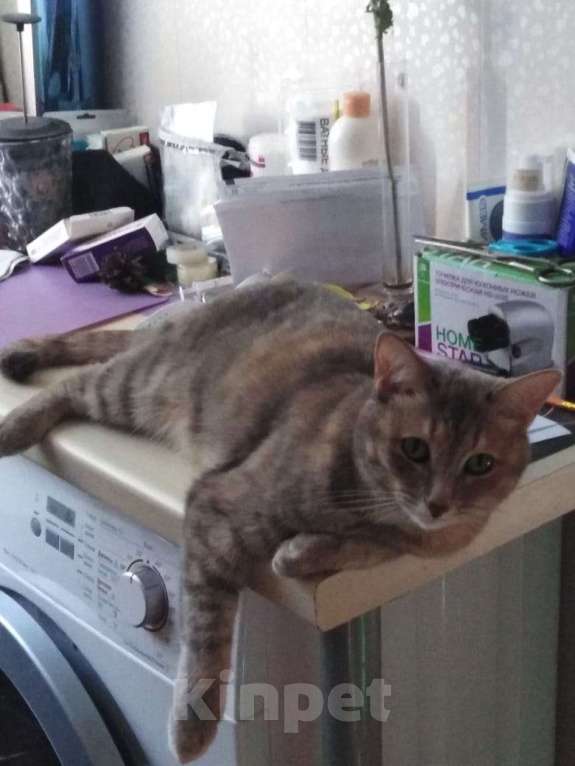 Кошки в Казани: Помогите найти Алису! Девочка, 10 000 руб. - фото 3