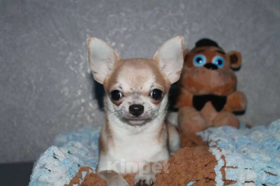 Собаки в Лобне: Чихуахуа мальчик Мальчик, 40 000 руб. - фото 2