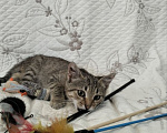 Кошки в Дмитрове: Маленький котенок ищет дом. Мальчик, Бесплатно - фото 8