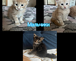 Кошки в Иркутске: Котята мейн-куны Мальчик, 13 000 руб. - фото 1