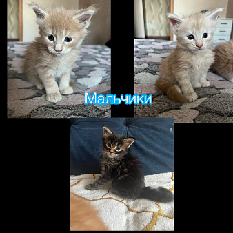 Котята мейн-куны