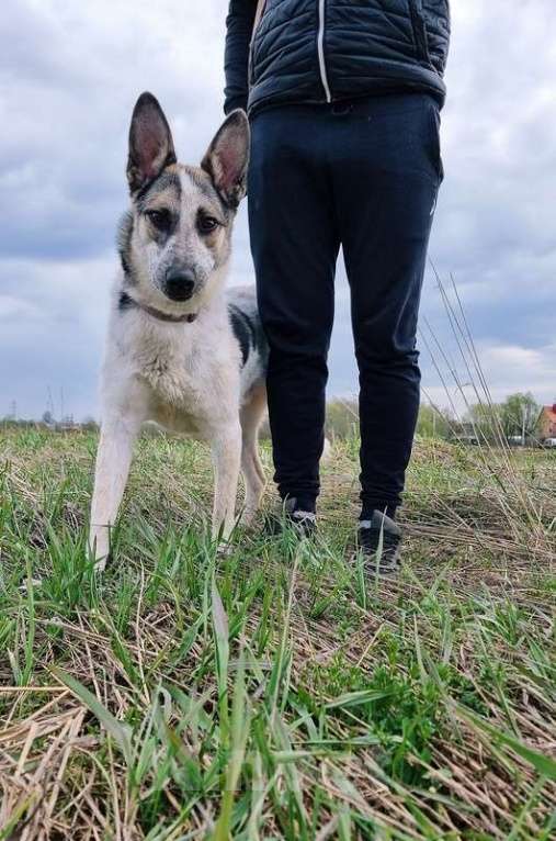 Собаки в Москве: Молодой метис овчарки Рей в добрые руки Мальчик, 1 руб. - фото 2