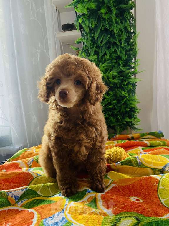 Собаки в Омске: Щенок той пудель,карликовый пудель Мальчик, 50 000 руб. - фото 4