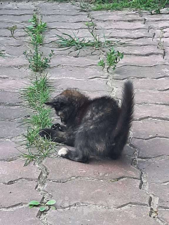 Кошки в Москве: Я ищу тебя ...... Девочка, Бесплатно - фото 9