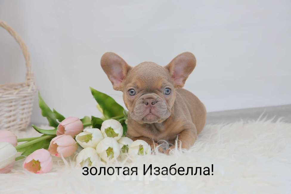 Собаки в Москве: Стандарт ркф и цветные францущы от проф заводчика Девочка, Бесплатно - фото 3