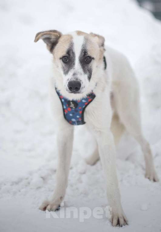 Собаки в Москве: Кокосик Мальчик, Бесплатно - фото 2