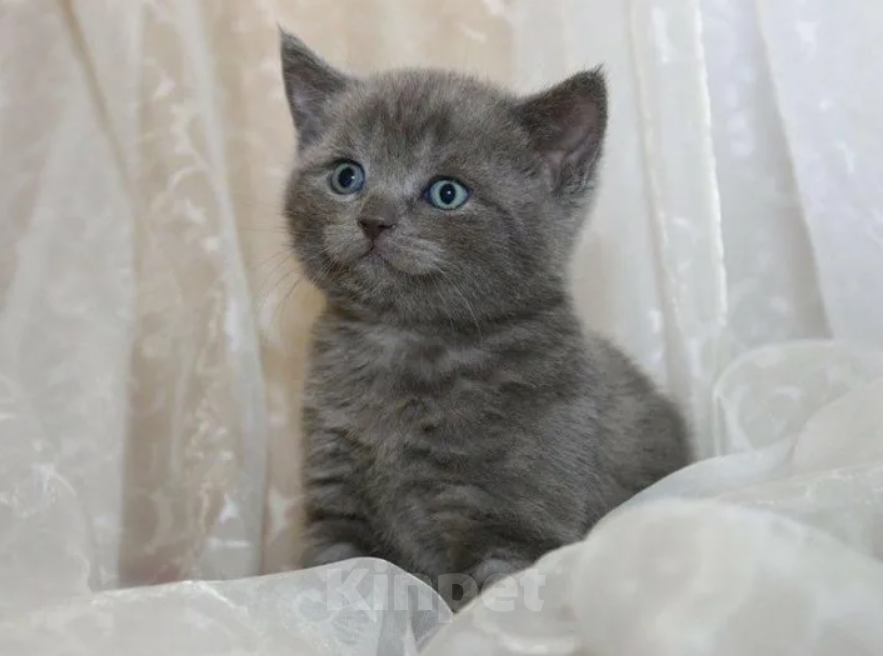 Кошки в Сыктывкаре:  🔻Продам шотландских котят вислоухие и прямоухие💕🐈  Мальчик, Бесплатно - фото 5