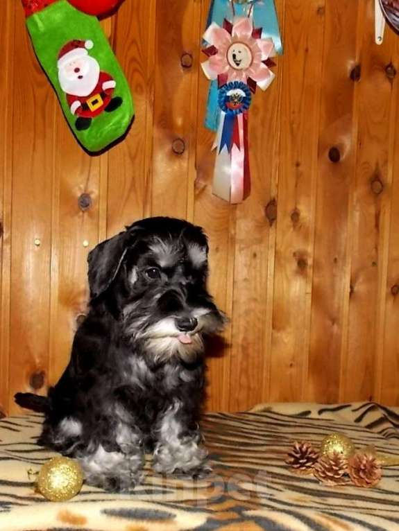 Собаки в Выборге: Щенок цвергшнауцера Девочка, Бесплатно - фото 4