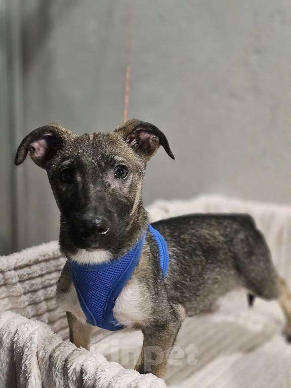 Собаки в Санкт-Петербурге: Весёлый щенок хочет домой Мальчик, Бесплатно - фото 2