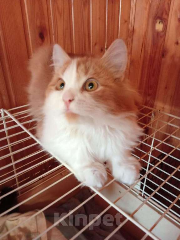 Кошки в Воронеже: Котик-компаньон Мальчик, 100 руб. - фото 3