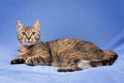 Кошки в Москве: Очаровательная полосатая кошечка Джуля в добрые руки Девочка, 1 руб. - фото 4