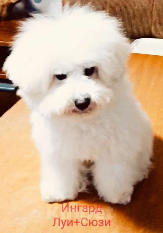 Собаки в Казани: Бишон Мальчик, 50 000 руб. - фото 1