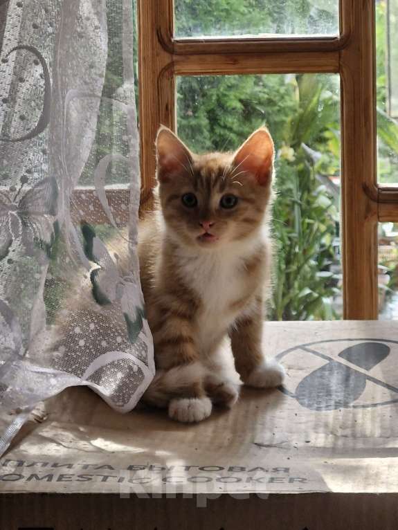 Кошки в других городах Ленинградской области: Кузя Мальчик, Бесплатно - фото 5