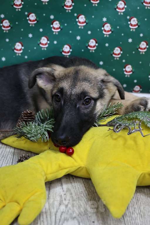 Собаки в Москве: Щенки бесплатно в Москве Девочка, Бесплатно - фото 4