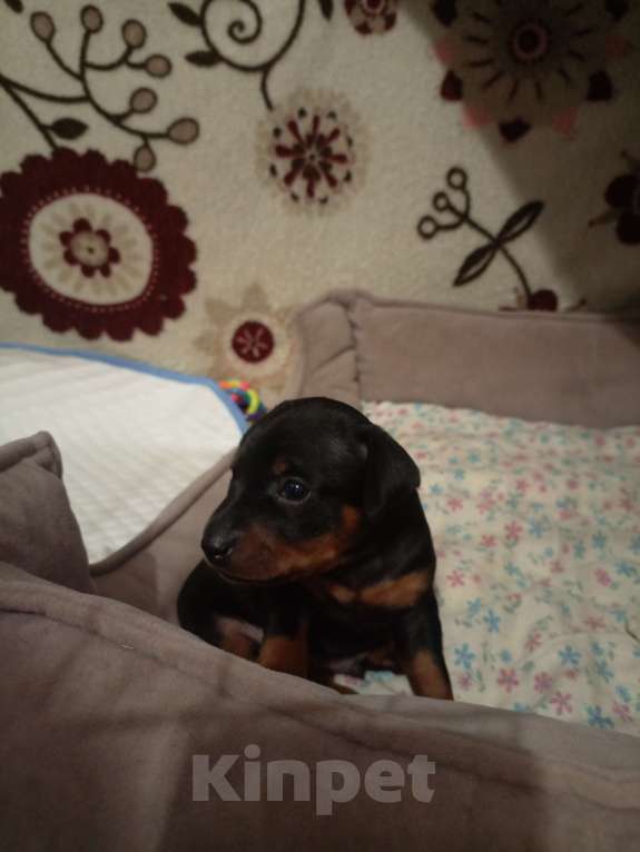 Собаки в Новосибирске: Щенки цвергпинчера Разнополые, 30 000 руб. - фото 1