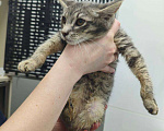 Кошки в Москве: Котенок Тигруля ищет дом Девочка, Бесплатно - фото 2