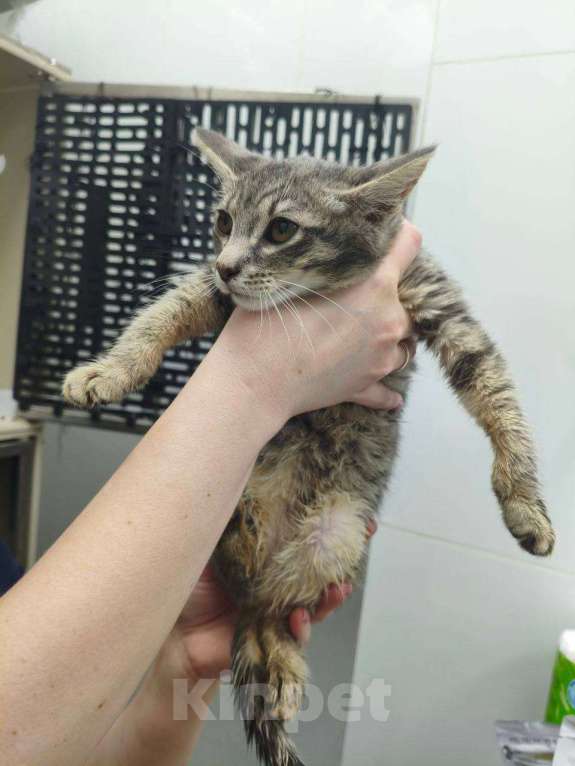 Кошки в Москве: Котенок Тигруля ищет дом Девочка, Бесплатно - фото 2