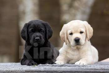 Собаки в Москве: Щенки лабрадора Девочка, 80 000 руб. - фото 2