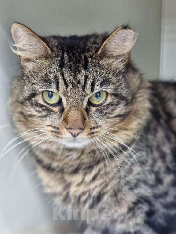 Кошки в Москве: Замурчательный кот Барсолино Мальчик, Бесплатно - фото 3