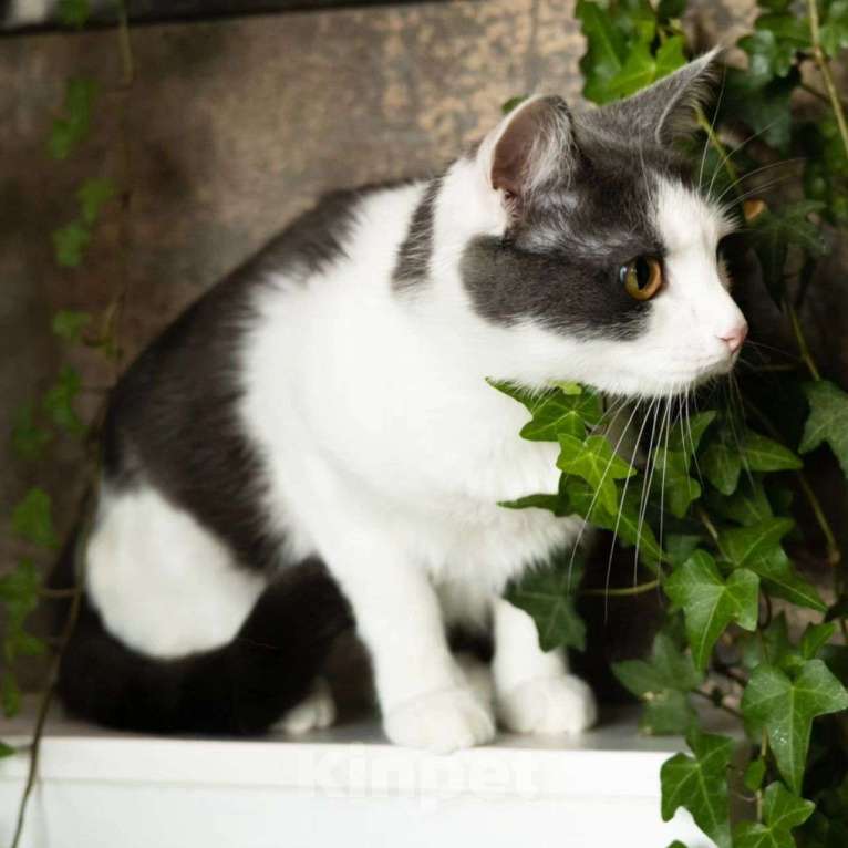 Кошки в Москве: Мира 2 года живёт на передержке в маленьком боксе Девочка, Бесплатно - фото 3