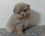 Собаки в Юрге: Померанские шпицы Мальчик, 35 000 руб. - фото 3