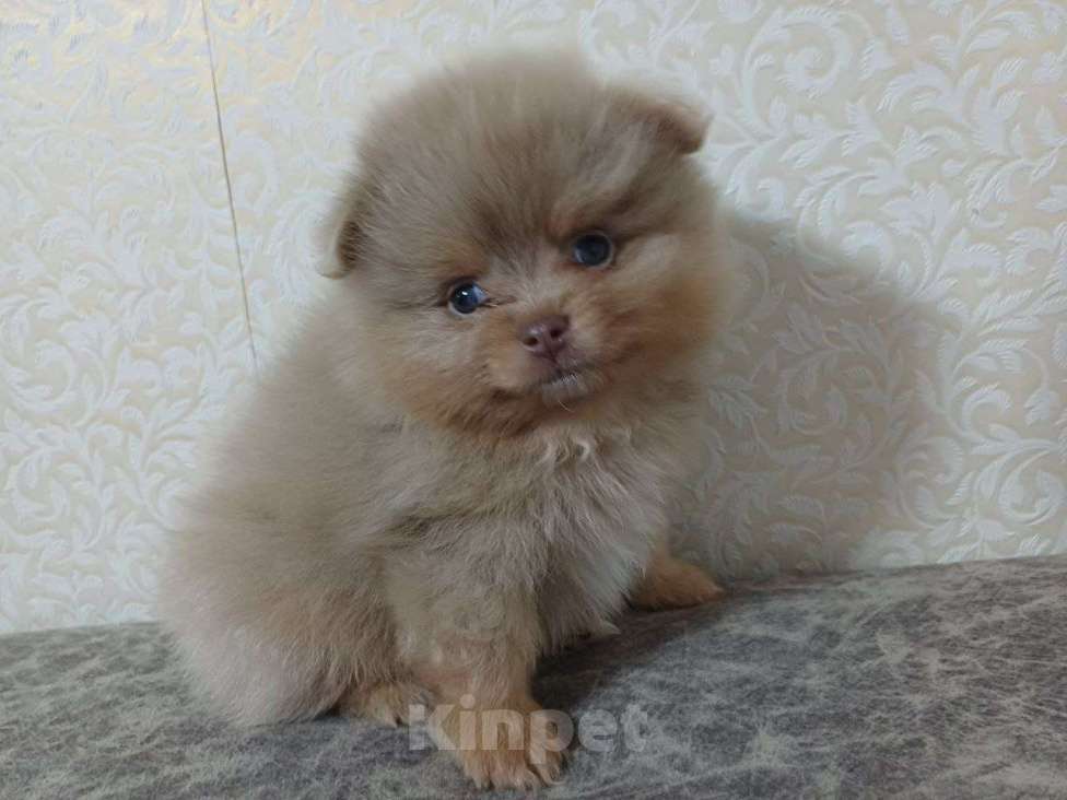 Собаки в Юрге: Померанские шпицы Мальчик, 35 000 руб. - фото 3