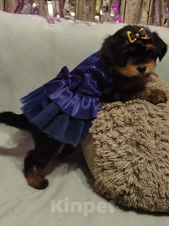 Собаки в Екатеринбурге: Йорочка  Девочка, 35 000 руб. - фото 2