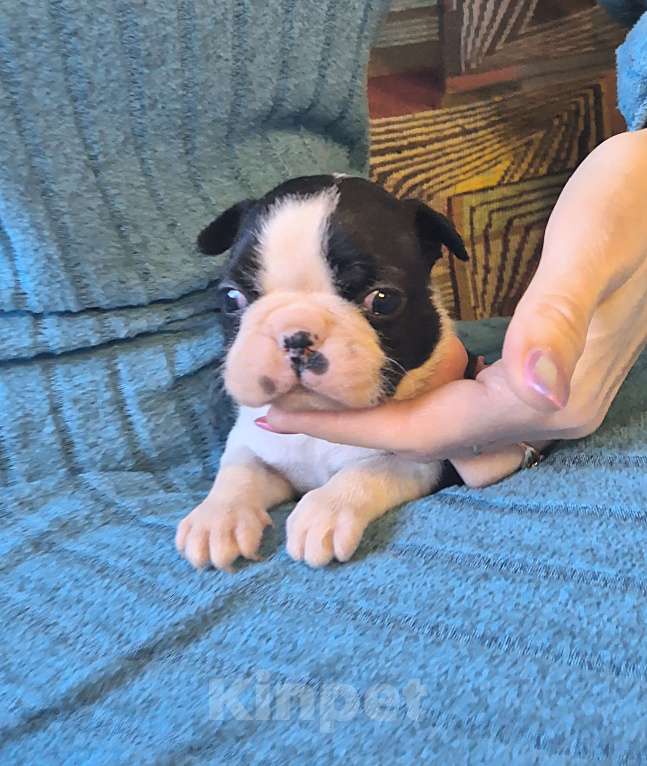 Собаки в Москве: Щенок бостон терьера  Девочка, Бесплатно - фото 1