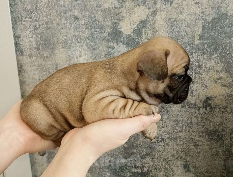 Собаки в Каменске-Уральском: Молния Девочка, 30 000 руб. - фото 3