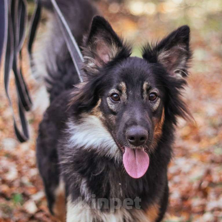 Собаки в Москве: Ролекс Мальчик, Бесплатно - фото 5