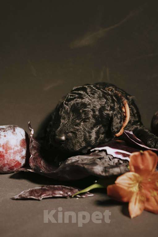 Собаки в Москве: EPIKA THOPH Испанская Водяная собака Девочка, 190 000 руб. - фото 2