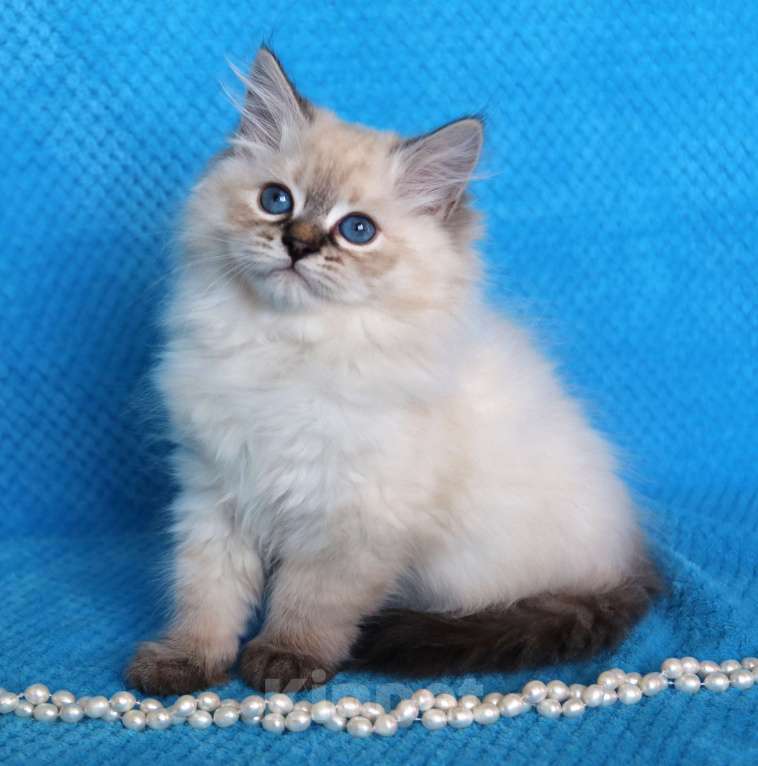 Кошки в Москве: Котик Добрыня Мальчик, 50 000 руб. - фото 6