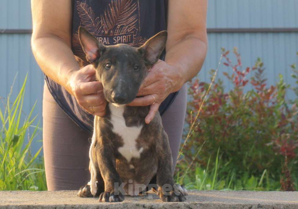 Собаки в Всеволожске: ММ НУРЛАН ЗАВОЕВАТЕЛЬ  Мальчик, Бесплатно - фото 4