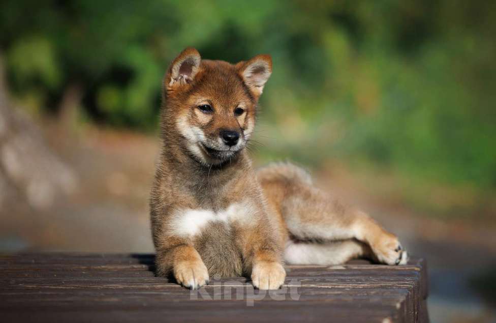 Собаки в Москве: Сиба ину девочка окрас сезам Девочка, 90 000 руб. - фото 1