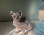 Кошки в Москве: Канадский сфинкс голубой  Девочка, Бесплатно - фото 5