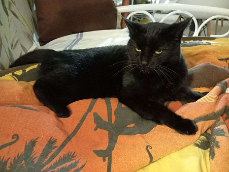 Отдам в хорошие руки красавицу кошечку