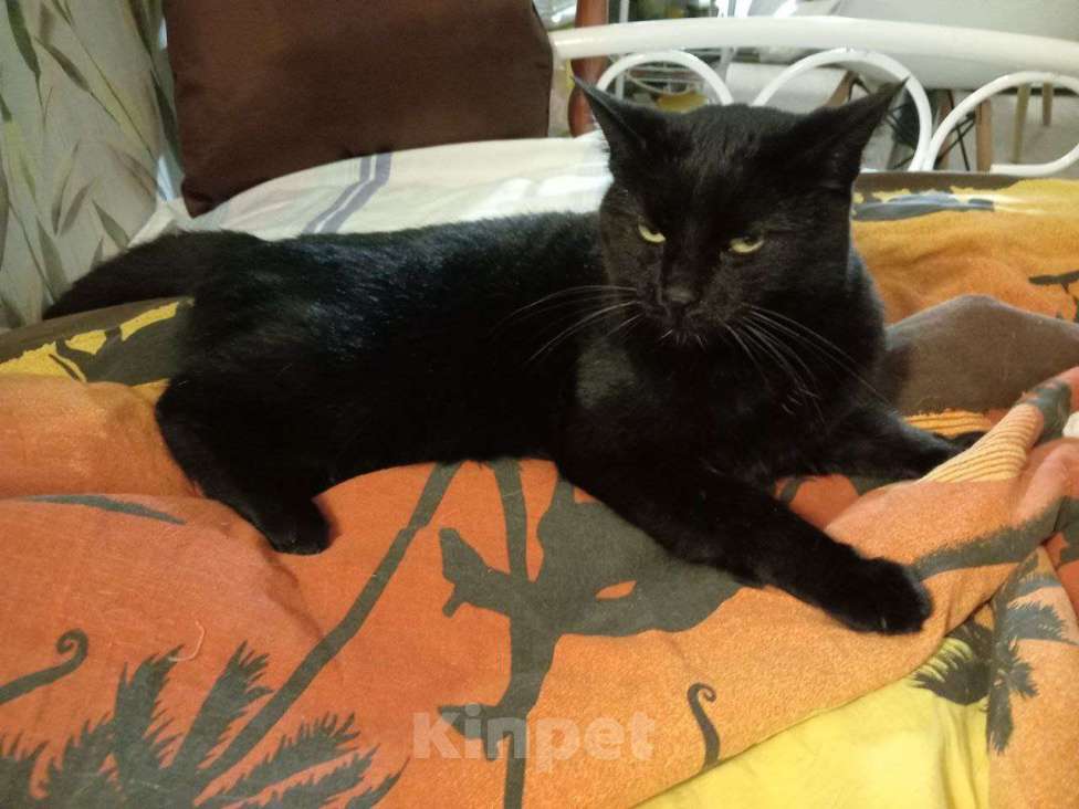 Кошки в Кудрово: Отдам в хорошие руки красавицу кошечку Девочка, Бесплатно - фото 1