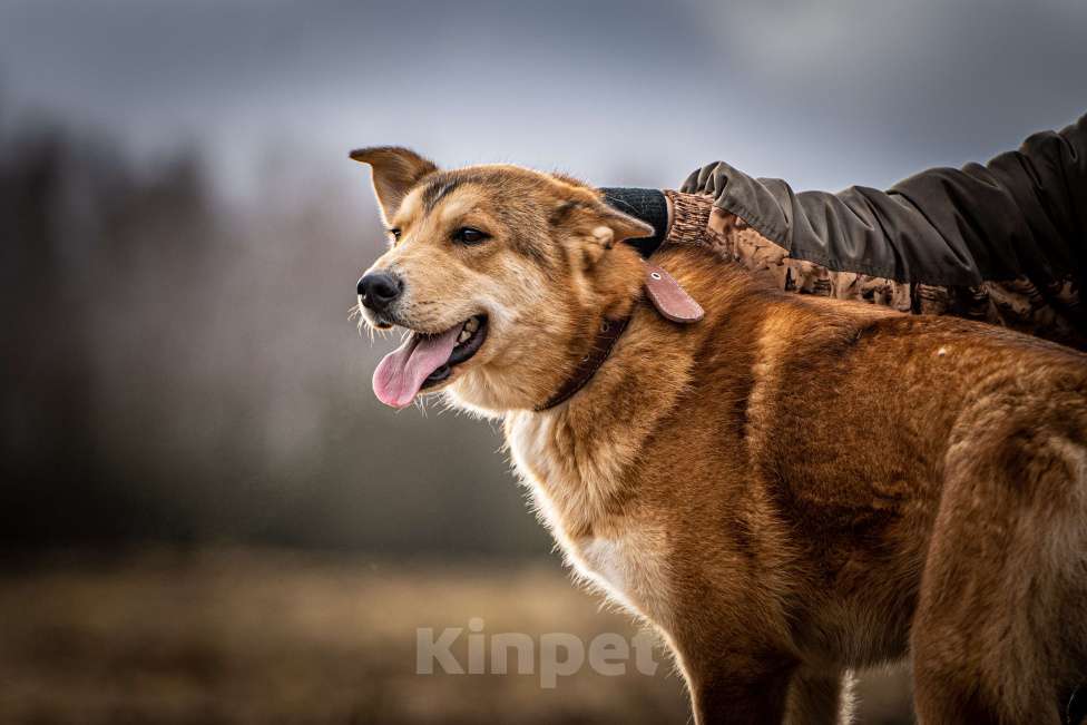 Собаки в Клине: Рико — пёс, созданный для людей Мальчик, Бесплатно - фото 7