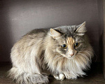 Кошки в Кувшиново: Кошечка в добрые руки, Бесплатно - фото 2